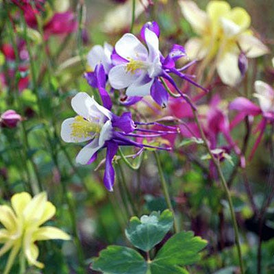 McKana Giant Columbine Mix - Image 7
