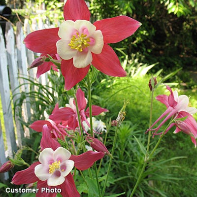 McKana Giant Columbine Mix - Image 8