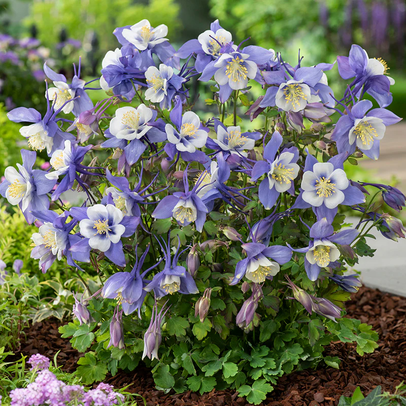 Earlybird™ Blue White Columbine - Image 2