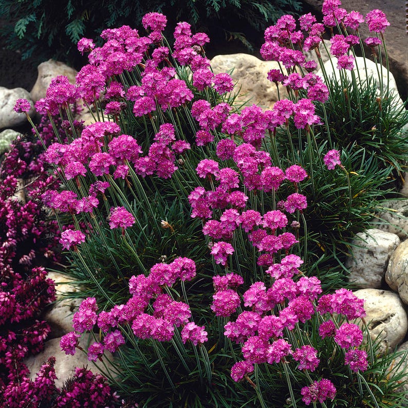 Splendens Armeria - Image 4