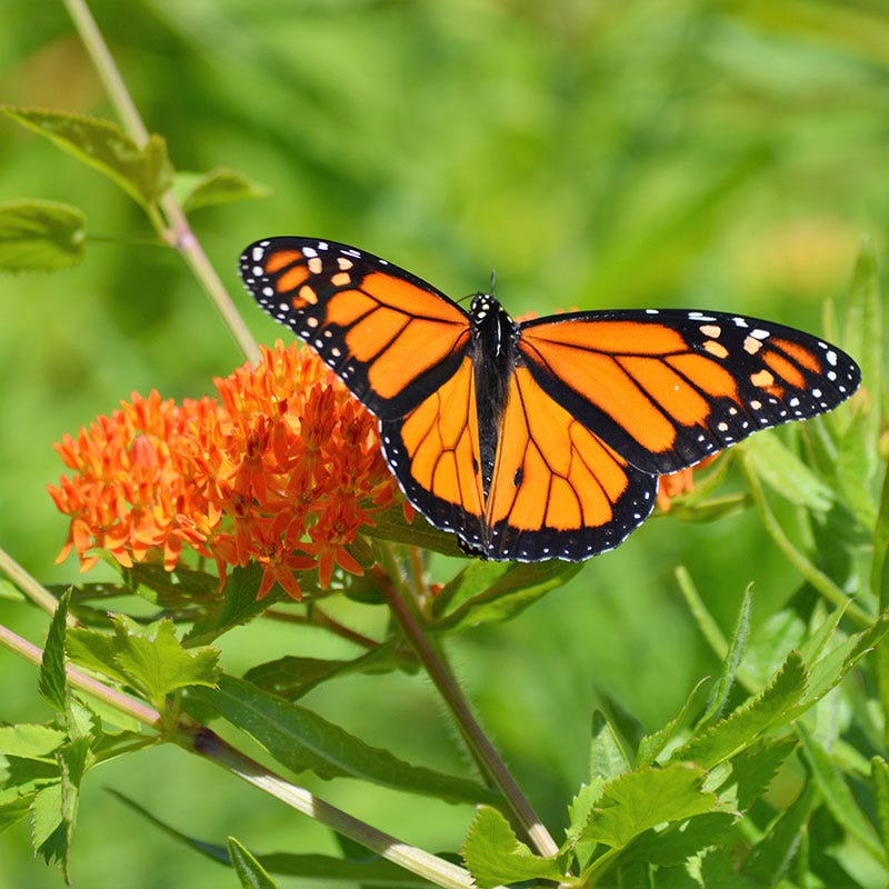 Monarch Magnet Pre-Planned Garden - Image 6