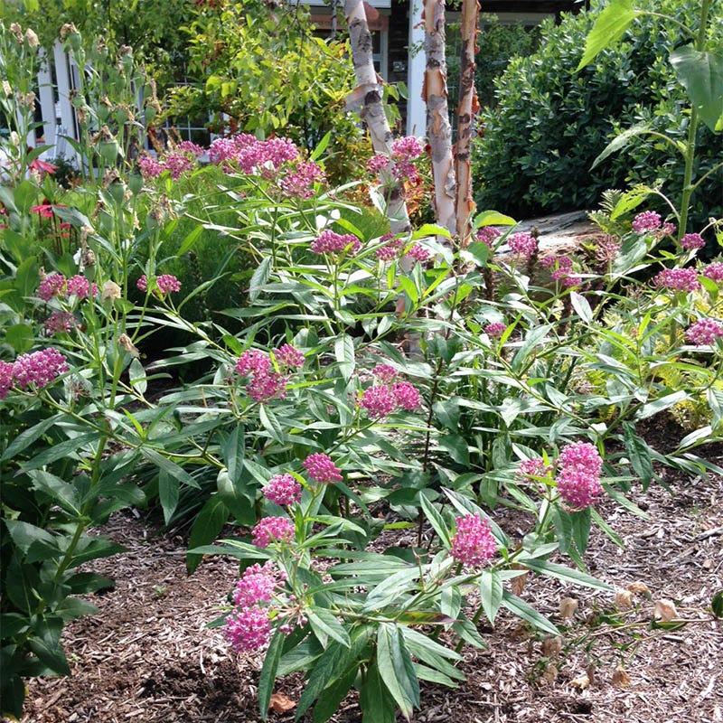 Cinderella Swamp Milkweed - Image 2