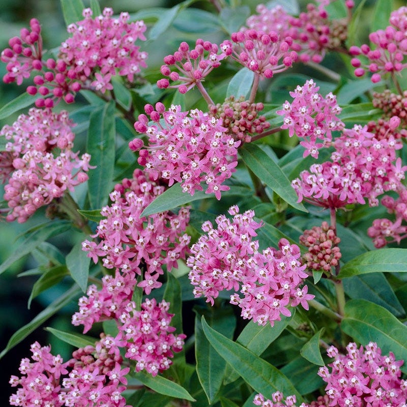 Cinderella Swamp Milkweed - Image 5