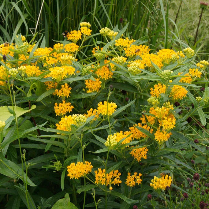 Hello Yellow Butterfly Weed - Image 3