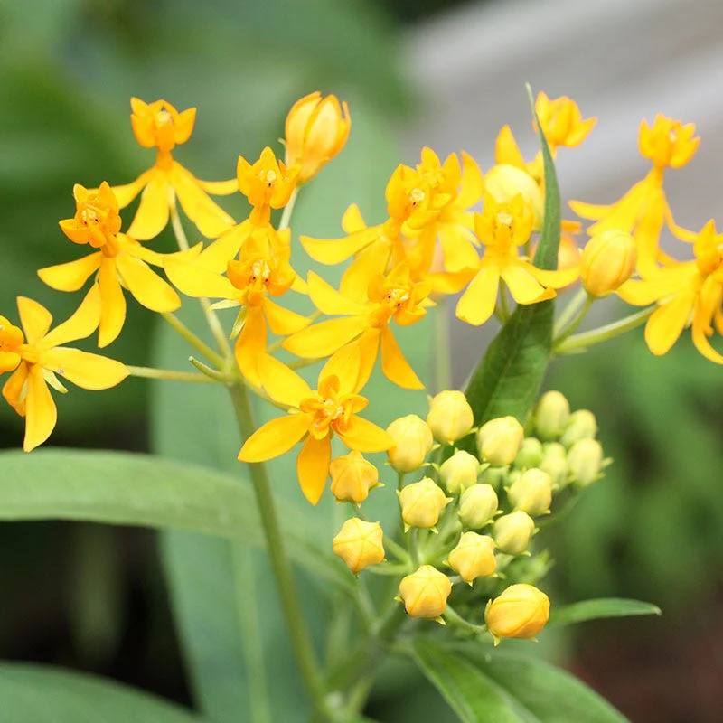 Hello Yellow Butterfly Weed - Image 4