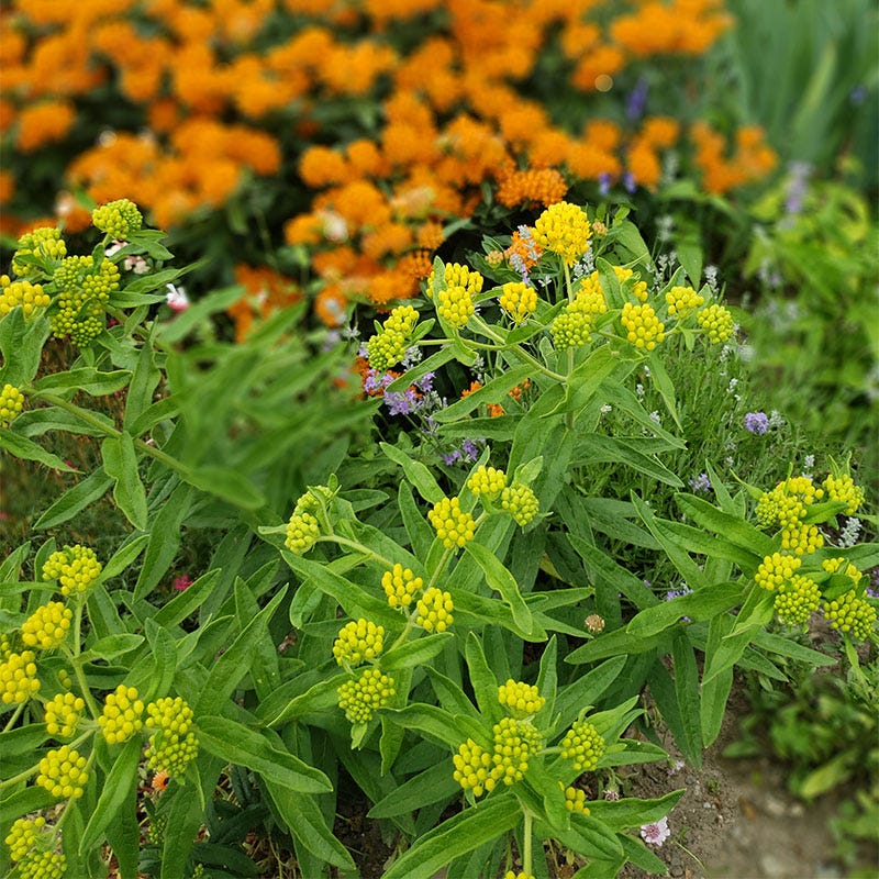 Hello Yellow Butterfly Weed - Image 5