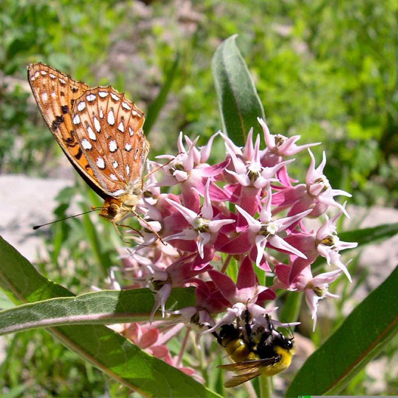 Showy Milkweed - Image 2