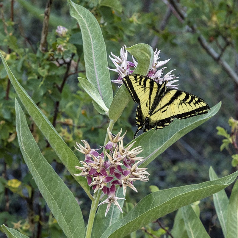 Showy Milkweed - Image 3