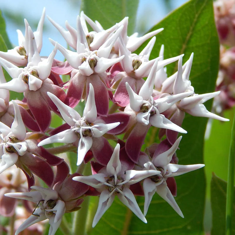 Showy Milkweed - Image 4