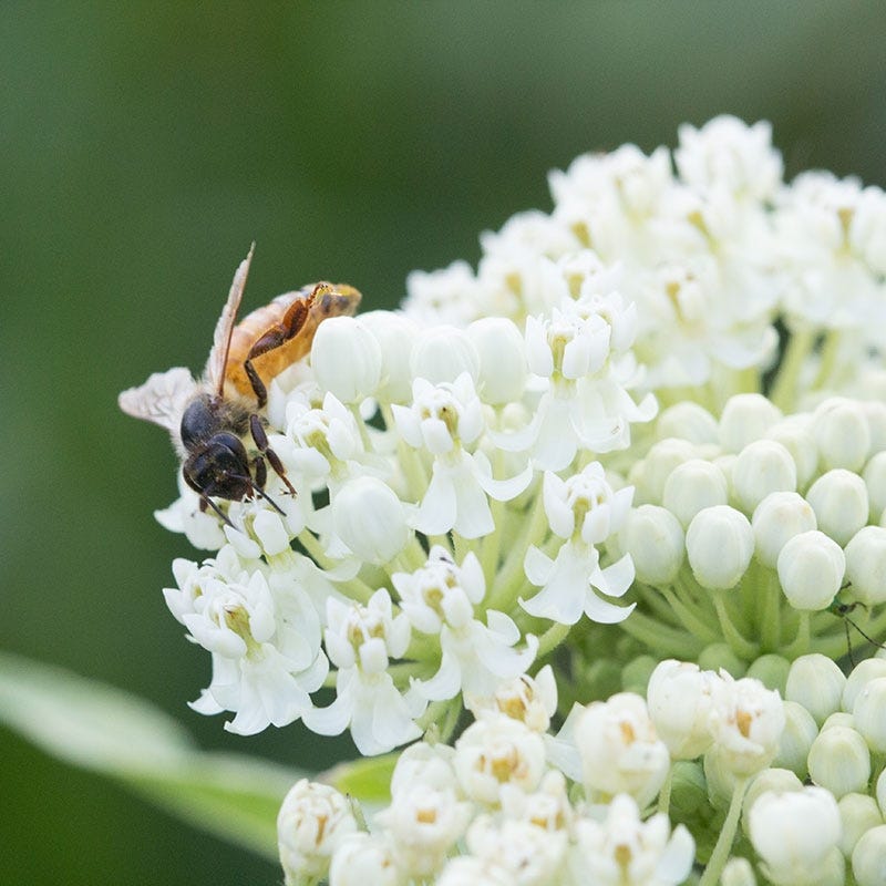 Ice Ballet Swamp Milkweed - Image 3