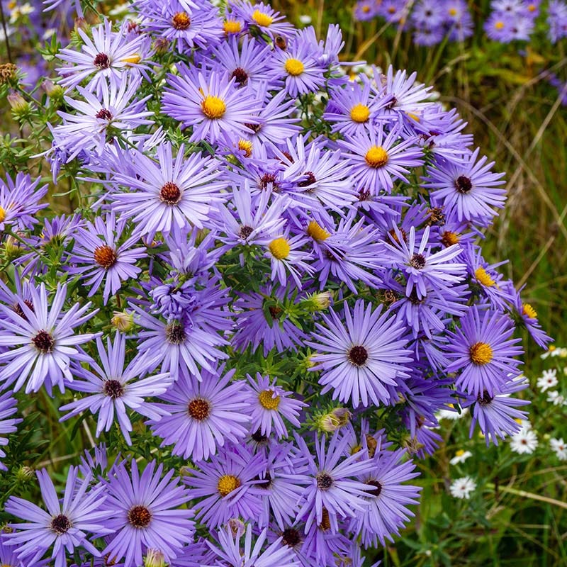 Fall Flowering Pollinator Pit Stop Plant Collection - Image 3