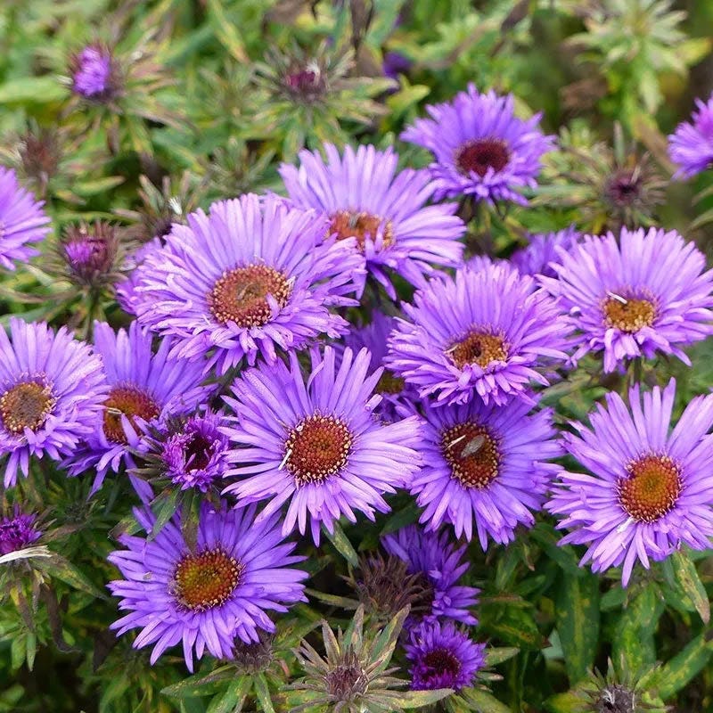 Aster Extravaganza Collection - Image 3