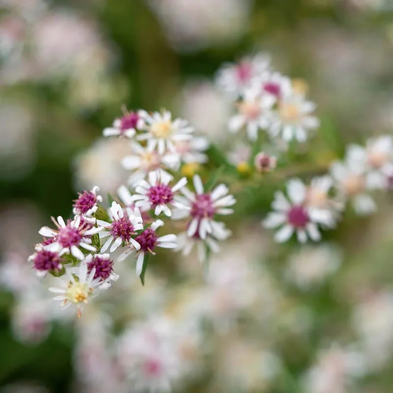 Aster Extravaganza Collection - Image 4