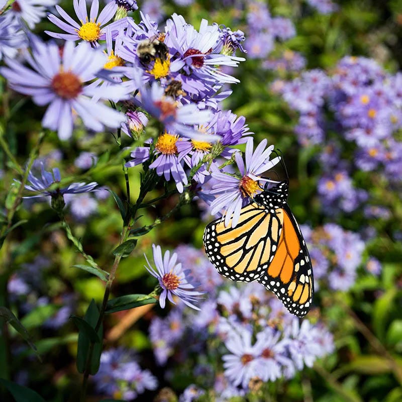 Aster Extravaganza Collection - Image 5