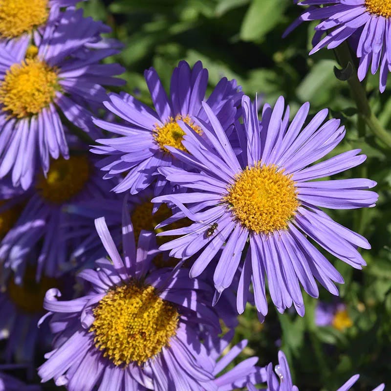 Aster Extravaganza Collection - Image 6