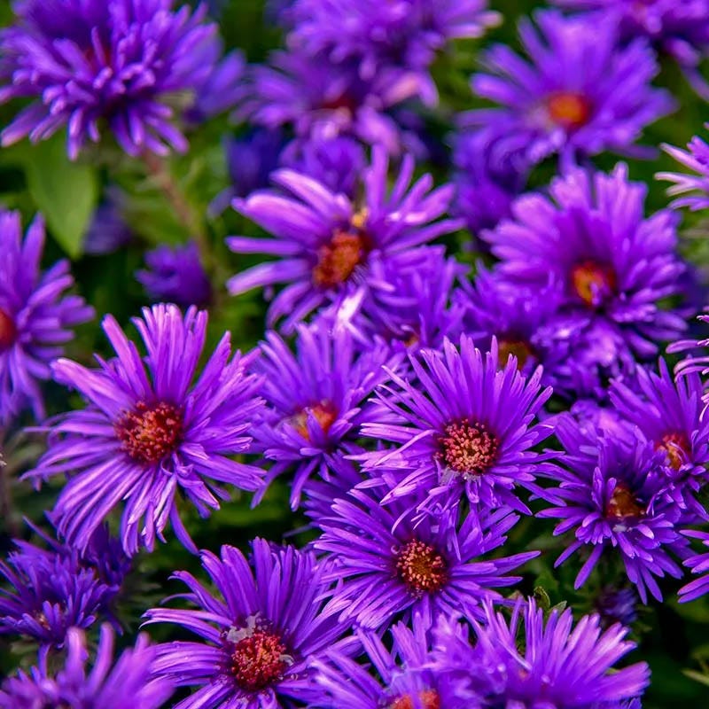 Aster Extravaganza Collection - Image 7