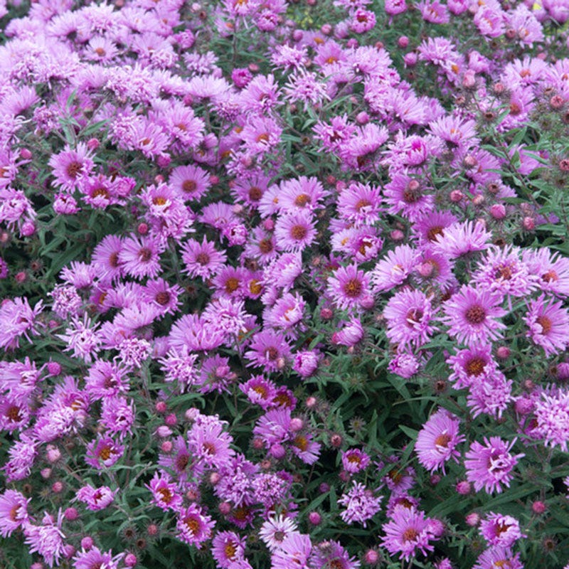 New England Aster - Image 3