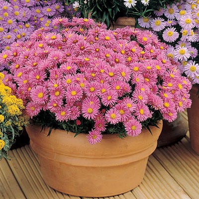Wood's Pink Aster - Image 2