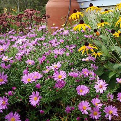 Wood's Pink Aster - Image 4