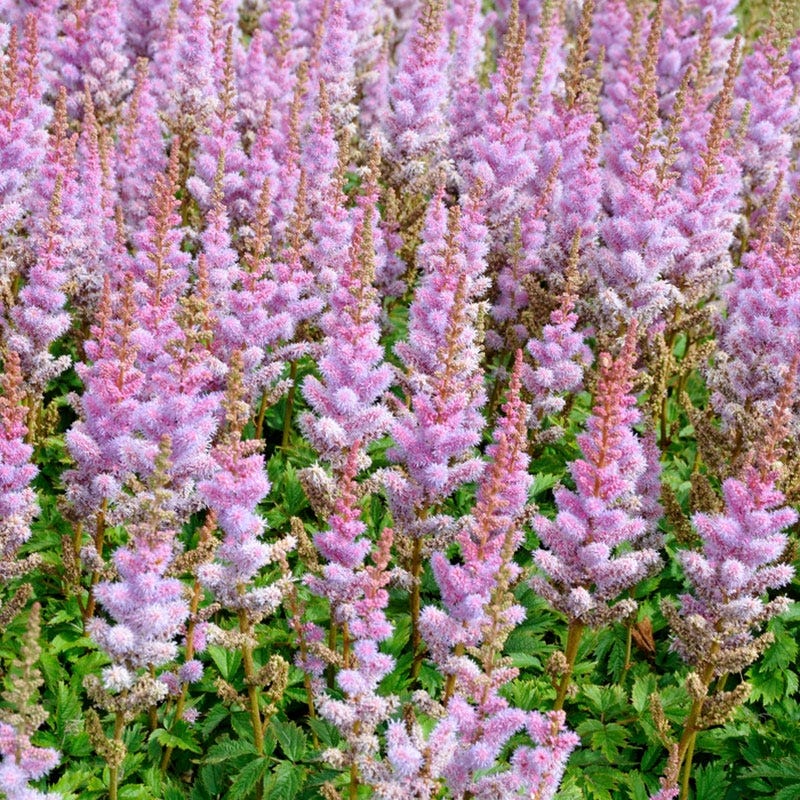 Pumila Astilbe - Image 2