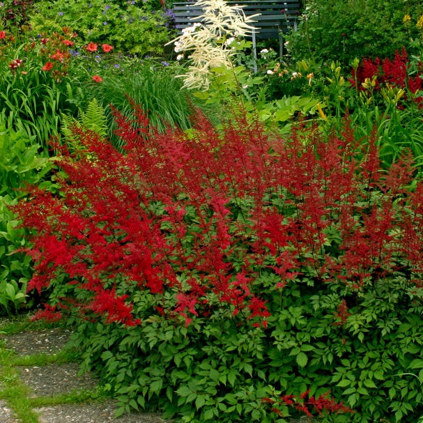 Fanal Astilbe - Image 3