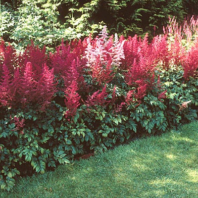 Fanal Astilbe - Image 5