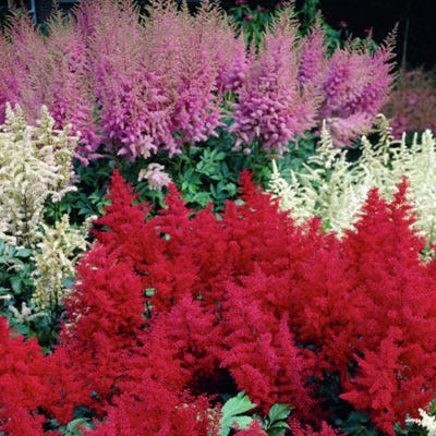 Astilbe Mix - Image 2