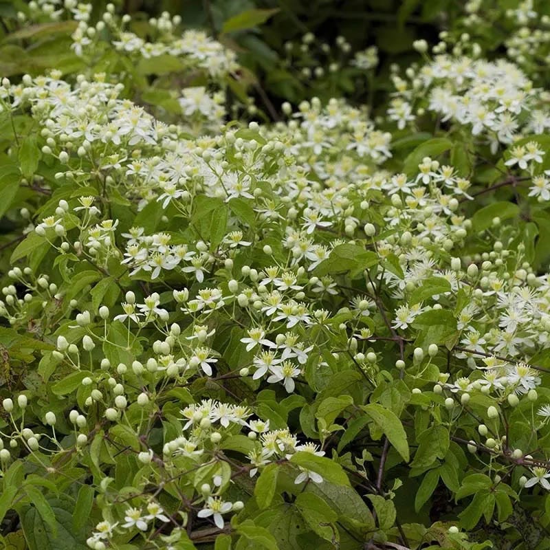 Autumnal Cottage Garden Plant Collection - Image 3