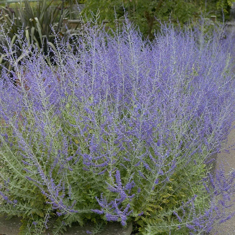 Autumnal Cottage Garden Plant Collection - Image 7