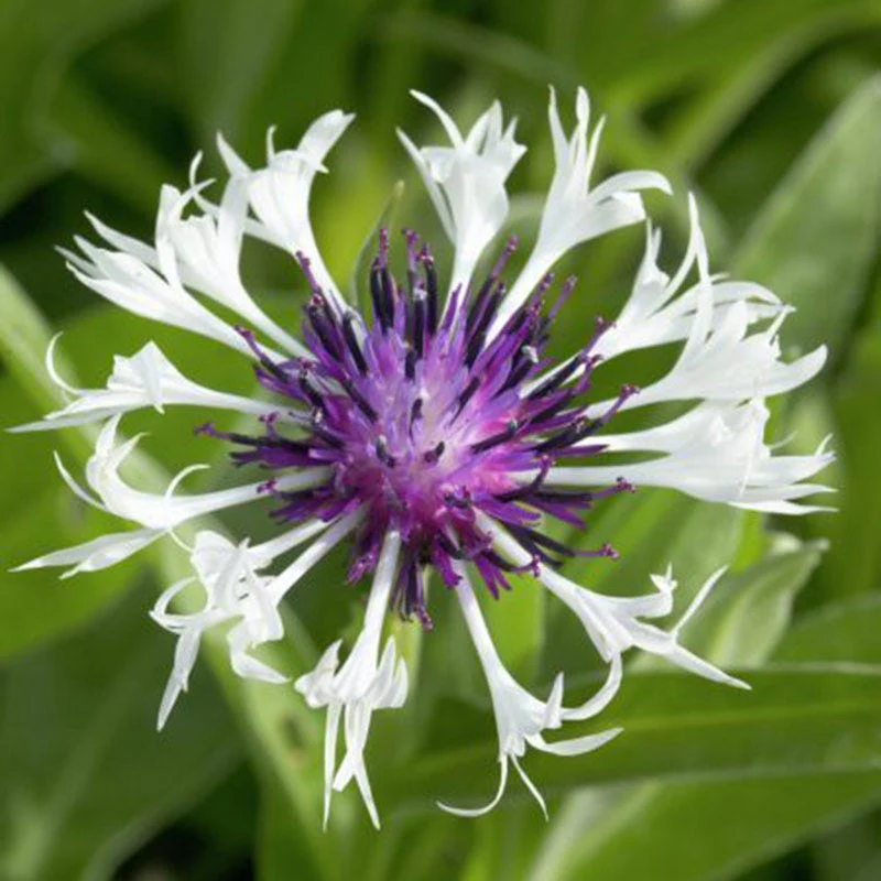 Amethyst in Snow Centaurea - Image 2