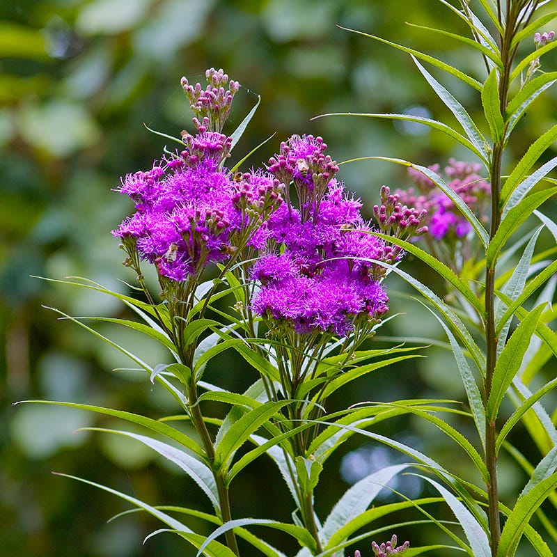 Bird Watcher Native Plant Collection - Image 5