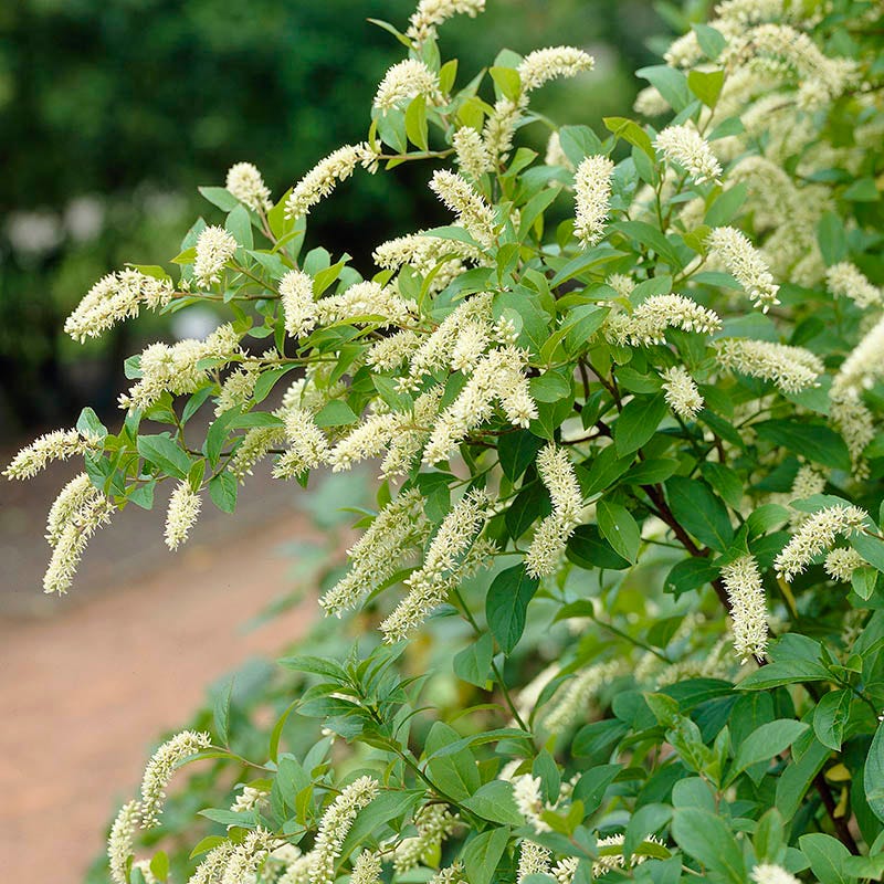 Bird Watcher Native Plant Collection - Image 6