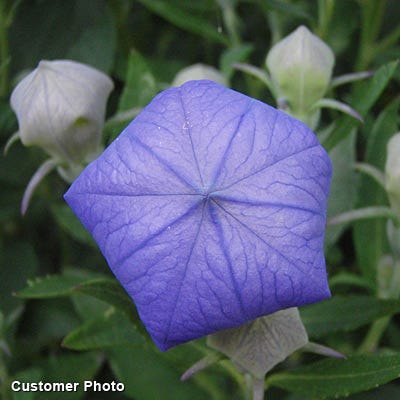 Sentimental Blue Balloon Flower - Image 3