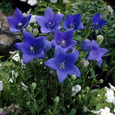 Sentimental Blue Balloon Flower - Image 5