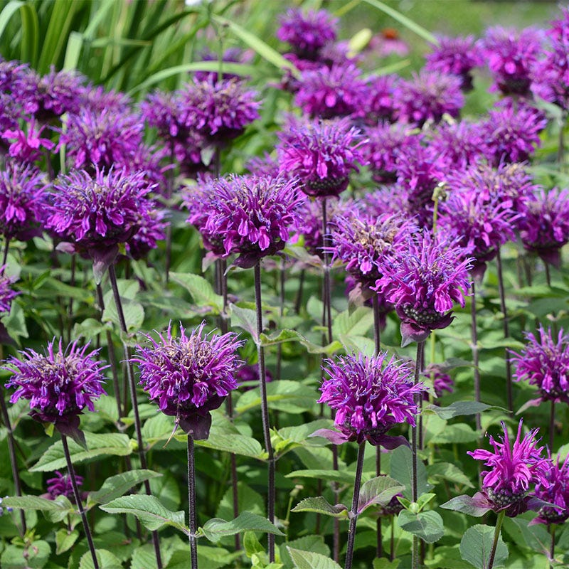 Balmy™ Purple Bee Balm - Image 4