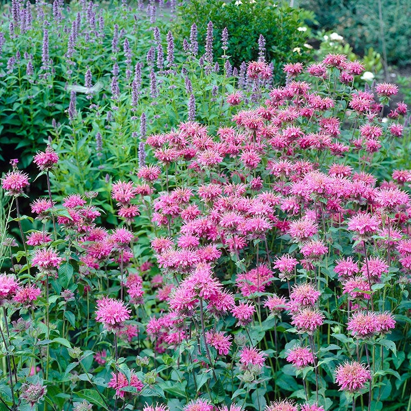 Marshall's Delight Bee Balm - Image 3