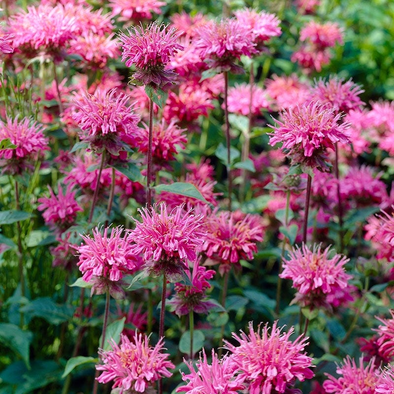 Marshall's Delight Bee Balm - Image 4