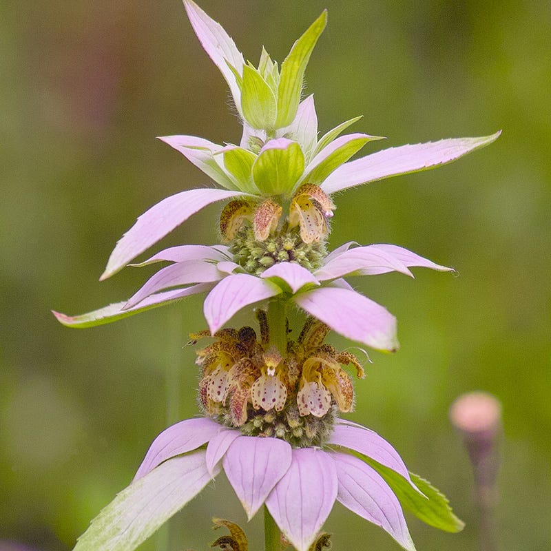Spotted Bee Balm - Image 3