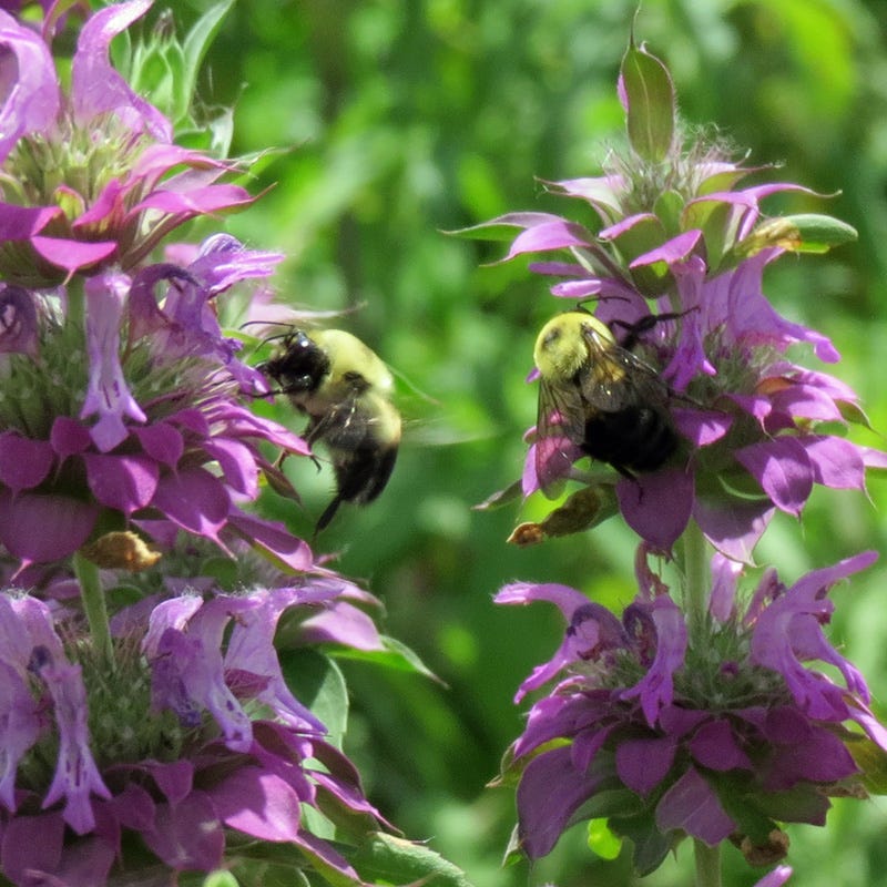 Spotted Bee Balm - Image 4