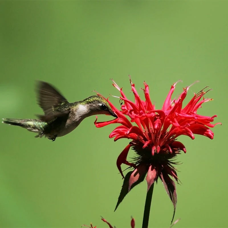 Wild Scarlet Bee Balm - Image 2