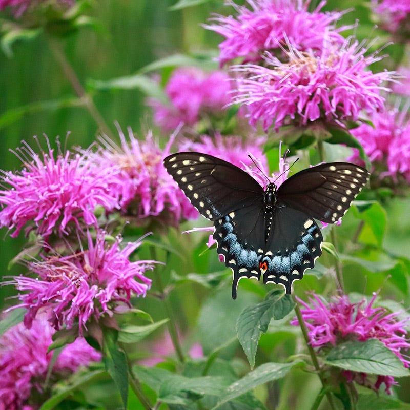 Sugar Buzz® Bubblegum Blast Bee Balm - Image 4