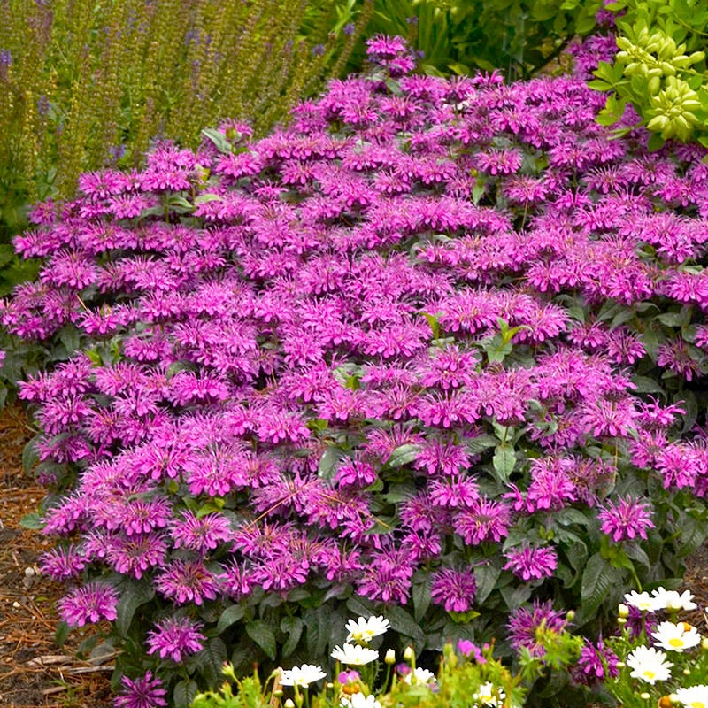 Sugar Buzz® Grape Gumball Bee Balm - Image 2