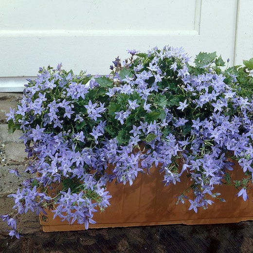 Blue Waterfall Bellflower - Image 3