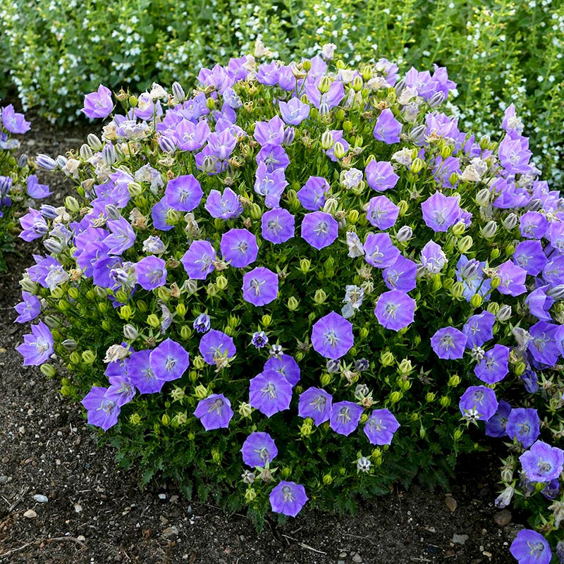 Rapido Blue Bellflower - Image 2