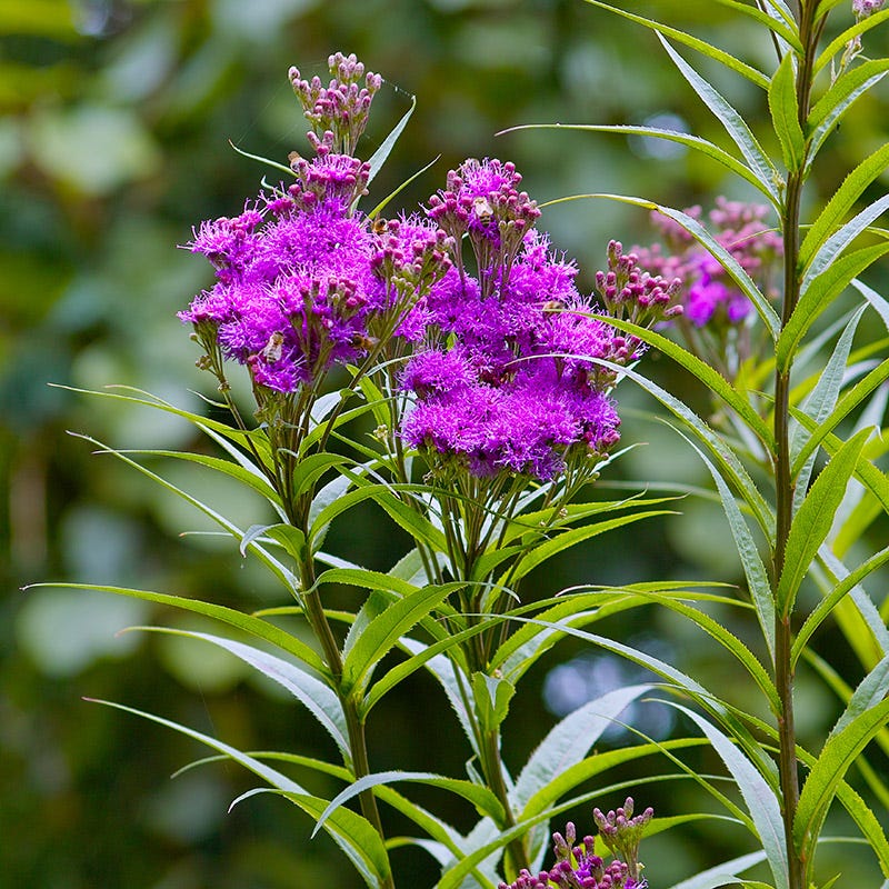 Bird Watcher Plant Collection - Image 2