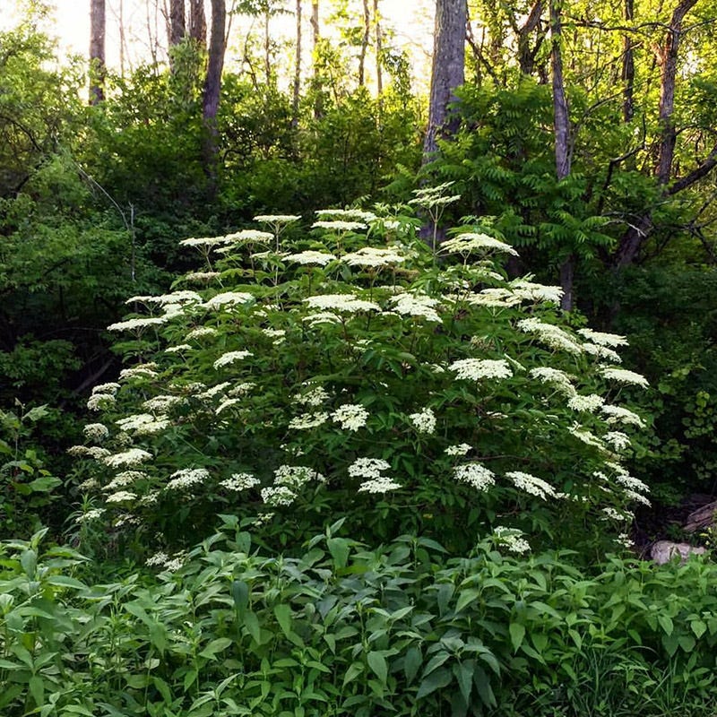 Bird Watcher Plant Collection - Image 6