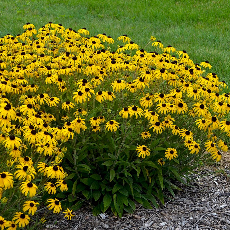 American Gold Rush Black Eyed Susan - Image 2