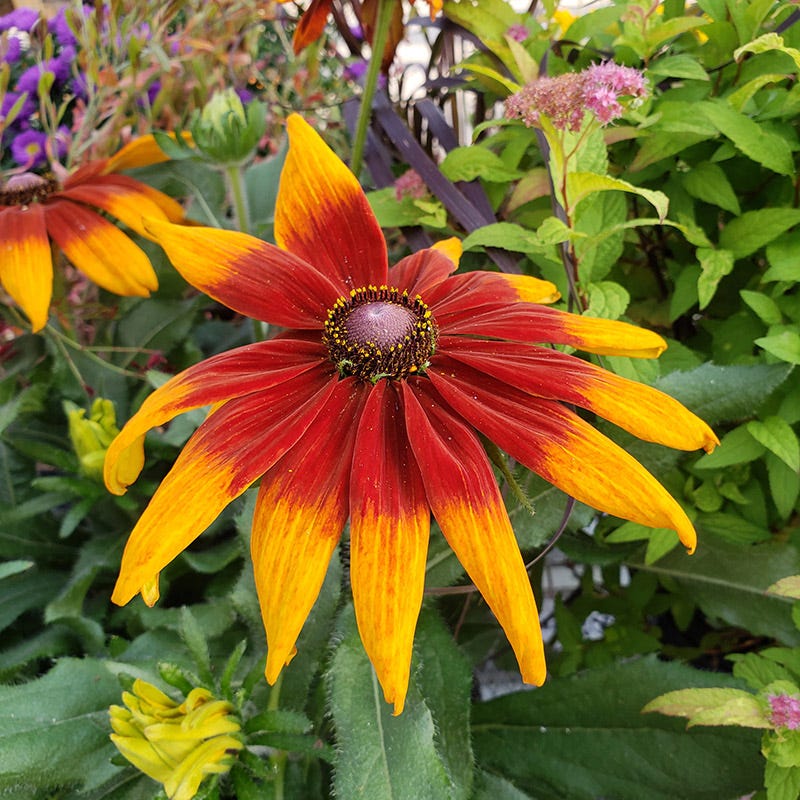 Cherokee Sunset Black-Eyed Susan - Image 3