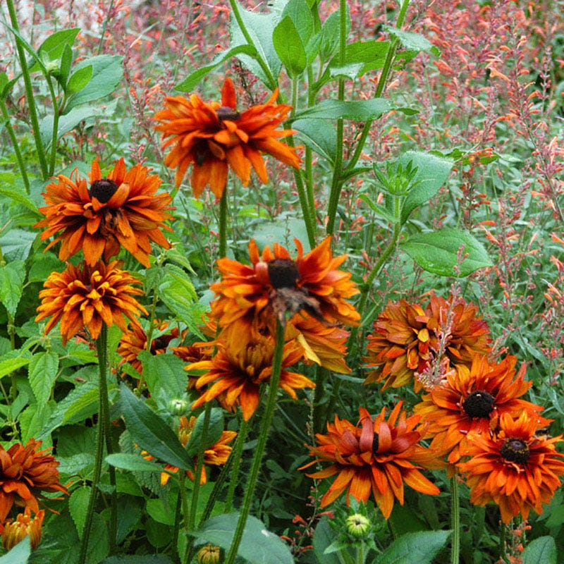Cherokee Sunset Black-Eyed Susan - Image 4