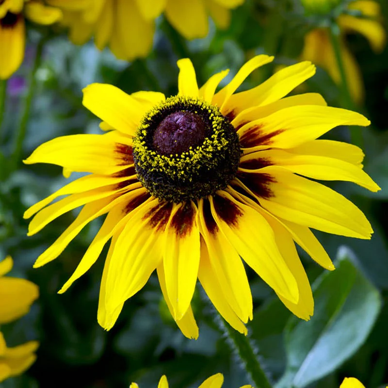 Denver Daisy Black Eyed Susan - Image 2